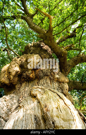 Inglese comune albero di quercia Quercus robur in estate sole mostra antico tronco, rami e foglie Shropshire England Regno Unito GB Foto Stock
