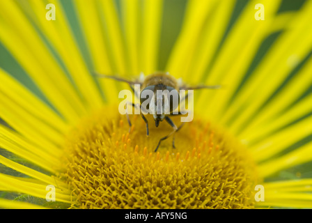 Testa sulla immagine ravvicinata di ape su fiore giallo Foto Stock