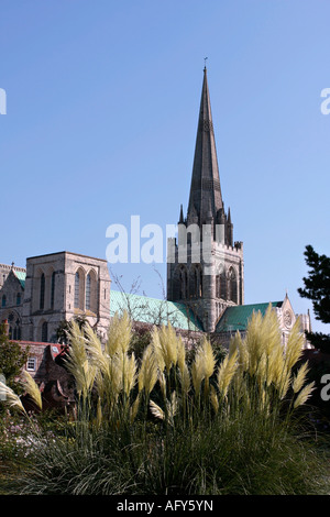 Erba di Pampas (Cortaderia selloana) nei Giardini del Palazzo dei Vescovi con la Cattedrale di Chichester in background, Sussex, Regno Unito Foto Stock