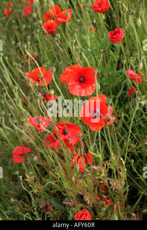 Papavero comune Papaver rhoeas Papaveraceae Foto Stock