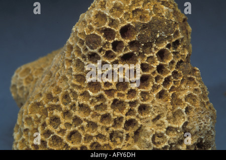 Corallo Favosites fossili cristatus Foto Stock