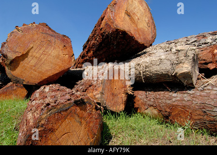 Abbattuto tronchi di alberi per fini commerciali del settore del legno in Francia. Foto Stock