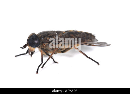 Si tratta di un volo Cleg Haematopota pluvialis Foto Stock