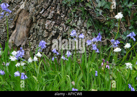 Bluebells e bluebells bianco ai piedi di un vecchio albero Foto Stock