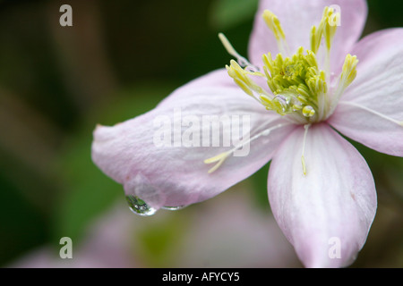 Foto di stock di un clematide Montana Fiore Con Raindrop Foto Stock