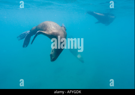 Argentina Chubut provincia Puerto Piramedes vista subacquea di leoni marini del sud Foto Stock