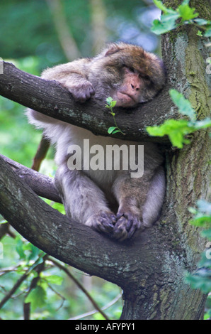 Scimmia rilassante Foto Stock