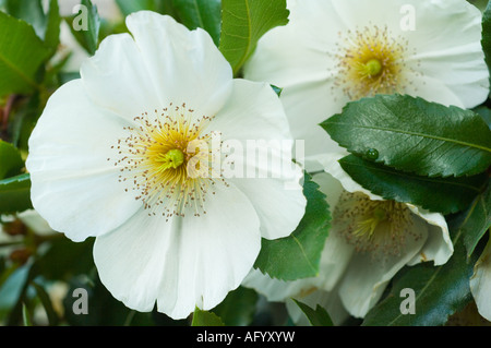 Eucryphia glutinosa close-up di fiori, alberi coltivati, Arboreto Dundee Scozia UK Europa. Endemica al centro Cile. Foto Stock