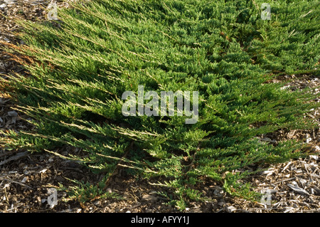 Creeping ginepro (Juniperus horizontalis) terreno di copertura origine bush Nord America cresce in giardino scozzese settembre BRITANNICO Foto Stock