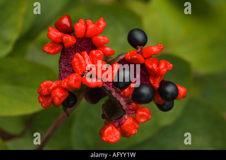 Paeonia karachensis piante erbacee perenni dal Caucaso ravvicinata di una capsula semi settembre Scozia UK Foto Stock