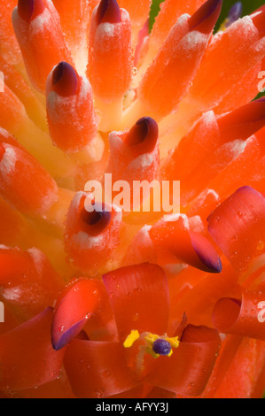 Bromeliad Billbergia pyramidalis close up fiore, di origine tropicale e caldo continente America Foto Stock