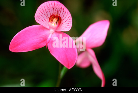Close up di rosa fiori di orchidea Foto Stock