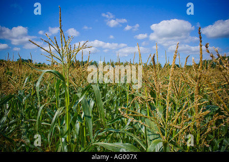 Granturco campo di mais, Paesi Bassi Foto Stock