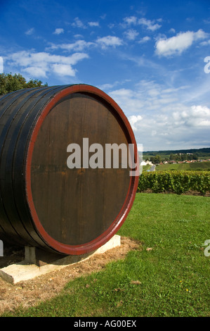 Champagne canna in corrispondenza di una strada vicino a rilly montage de Reims Francia Foto Stock