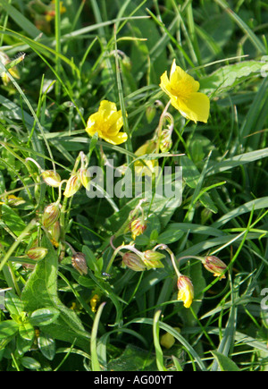 Comune di Rock Rose Helianthemum nummularium Cistaceae Foto Stock