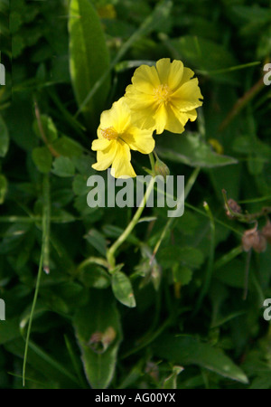 Comune di Rock Rose Helianthemum nummularium Cistaceae Foto Stock