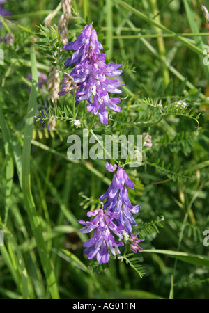 Vetch tufted, Bird veccia, mucca veccia o Tinegrass, Vicia cracca, Fabaceae, infiorescenza Foto Stock