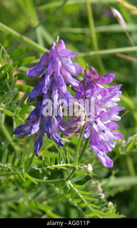 Vetch tufted, Bird veccia, mucca veccia o Tinegrass, Vicia cracca, Fabaceae, infiorescenza Foto Stock