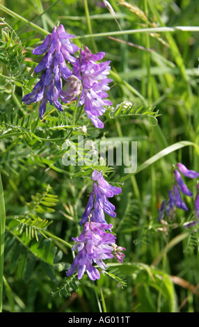 Vetch tufted, Bird veccia, mucca veccia o Tinegrass, Vicia cracca, Fabaceae, infiorescenza Foto Stock