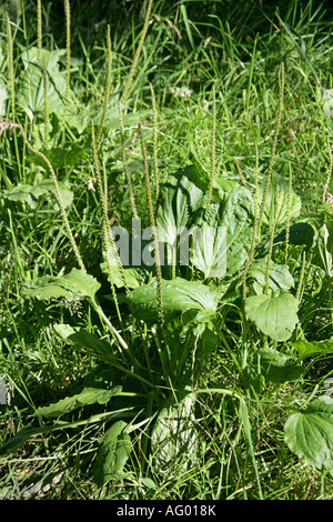 Plantain Grande, Plantago maggiore, Plantaginaceae Foto Stock