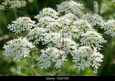 Comune soldato rosso Beetle, Rhagonycha fulva, su Hogweed, Heraculeum sphondylium Apiaceae, Foto Stock