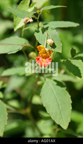 Orange Balsam, Impatiens capensis, Balsaminaceae, aka Jeweled Balsam o Jewelweed o Spotted Touch Me no Foto Stock