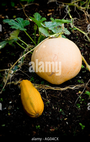 La zucca che cresce su un lotto di terreno nel Regno Unito Foto Stock