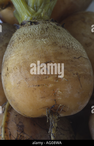 Beta vulgaris " Burpee dell' oro giallo con la buccia barbabietole cotte root. Foto Stock