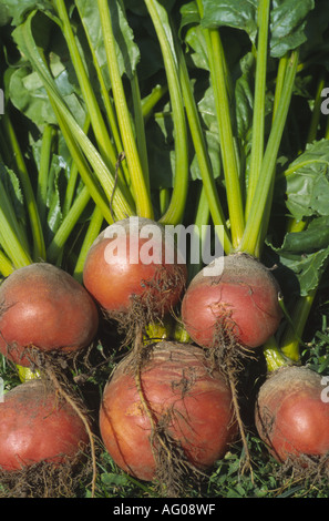 Beta vulgaris " Burpee Golden' giallo barbabietola appena raccolto dal giardino. Foto Stock