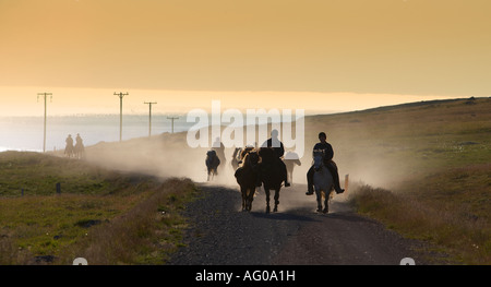 Passeggiata a cavallo su di pura razza di cavalli islandesi, Dyrafjordur fiordo, Islanda Foto Stock