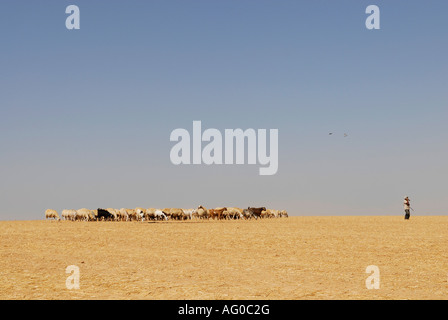 Un pastore beduino mandria le sue pecore nel deserto di Negev Israele Foto Stock