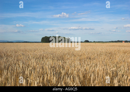 Mature Campo di grano con nuvoloso cielo blu Foto Stock