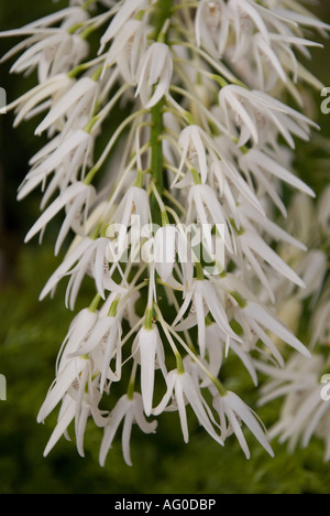 Orchidea Dendrobium speciosum fotografata nell'Orchidea Taman a Kuala Lumpur, Malesia Foto Stock