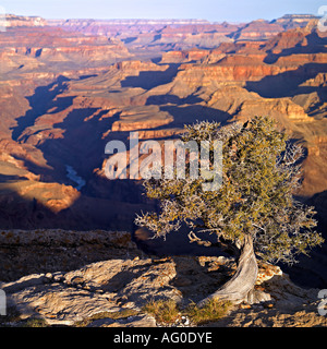 Piccolo albero sulla sommità del Grand Canyon cliff Foto Stock