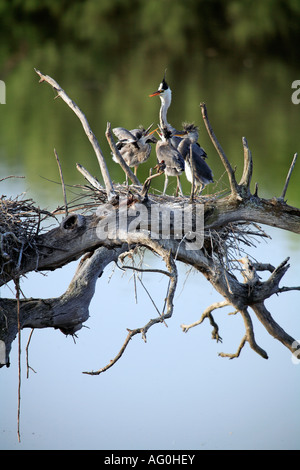 Airone cenerino Ardea cinerea a nido con giovani in albero morto sopra il serbatoio di Spagna Foto Stock