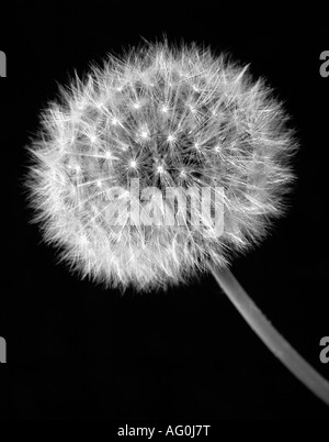 Primo piano di un orologio Dandelion su sfondo nero Foto Stock