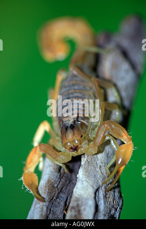 Buthus europea scorpion Buthus occitanus ritratto sul ramo Spagna Foto Stock