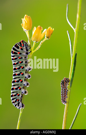 Due farfalle a coda di rondine Papilio machaon alimentare su piante in Spagna Foto Stock