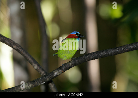 Rosso Colli Tangara TANAGER cyanocephala Brasile Foto Stock