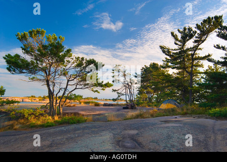 Tenda sotto i pini bianco sulla Grande Isola di McCoy, Georgian Bay, Ontario Foto Stock