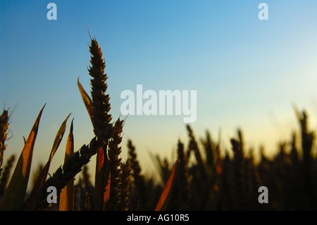 Spighe di grano di maturazione stagliano contro un cielo blu al tramonto. Foto Stock