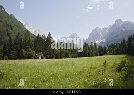 Di fiori alpini in pascolo Pisnica valle con montagne del Parco Nazionale del Triglav al di là in estate. Kranjska Gora Slovenia Foto Stock