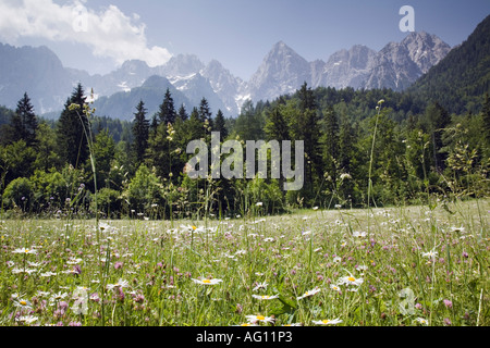 Malga Prato di fieno con fiori selvatici e picchi di Martuljek montagne del Parco Nazionale del Triglav in estate. La Slovenia Europa Foto Stock