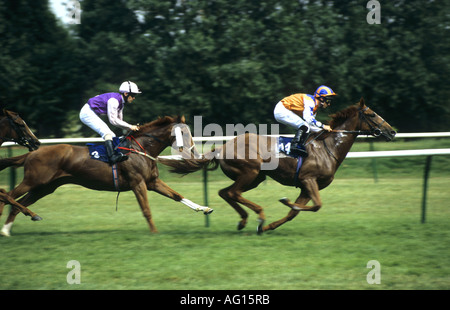 I cavalli in corsa piana a Warwick gare, Warwickshire, Inghilterra, Regno Unito Foto Stock