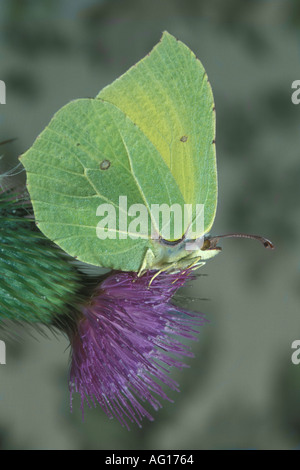 La farfalla di Cleopatra Gonepteryx Cleopatra Foto Stock