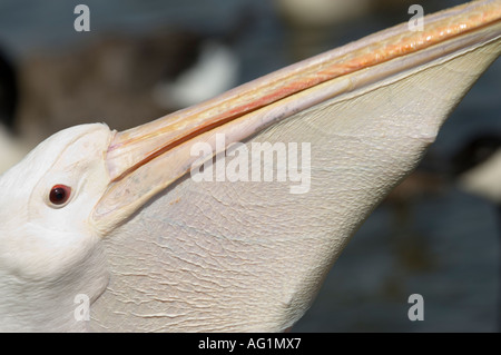 Chiudere fino a un bianco Pellicano (Pelecanus onocrotalus) aka orientale o bianco grande bianco in quanto sta cercando di inghiottire un anatroccolo. Foto Stock