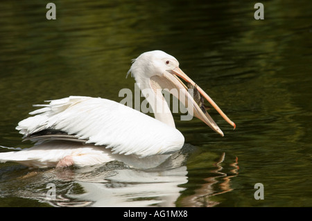 Un Pellicano bianco (Pelecanus onocrotalus) aka orientale o bianco grande bianco ha appena catturato un anatroccolo nella sua bocca. Foto Stock