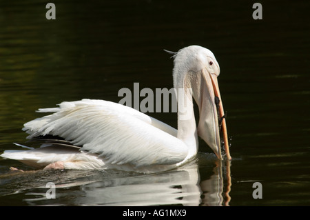 Un Pellicano bianco (Pelecanus onocrotalus) aka orientale o bianco grande bianco ha appena catturato un anatroccolo nella sua bocca. Foto Stock