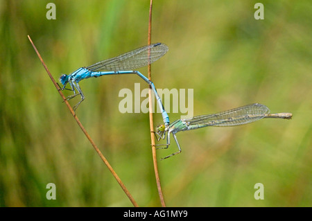 Una coppia di comune damselflies blu (anallagma cyathigerum) durante il processo di accoppiamento. Foto Stock