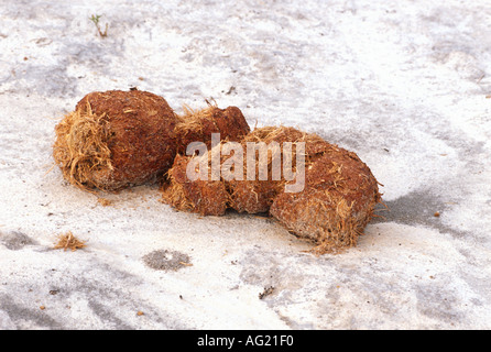 African sterco di elefante Foto Stock